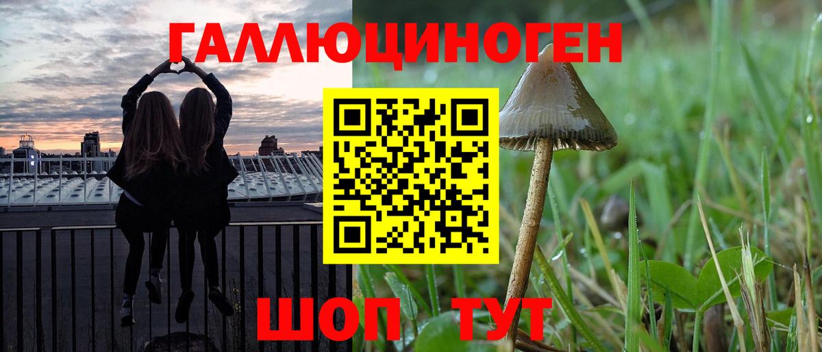 Псилоцибиновые грибы Psilocybe Кизилюрт